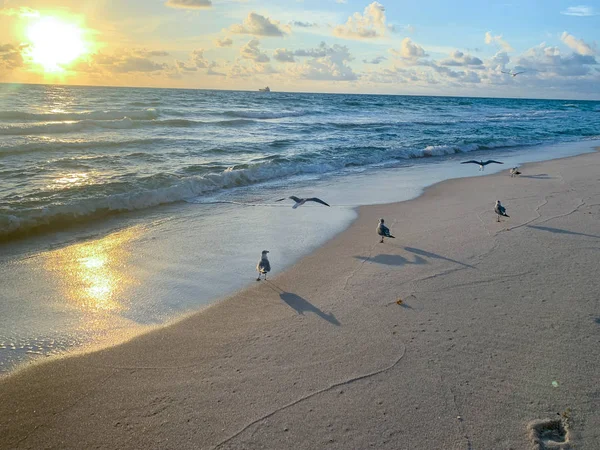 日出时分在海滩上飞翔的小鸟 — 图库照片