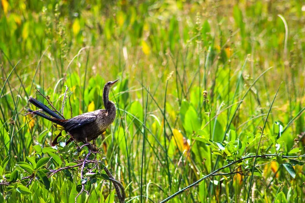 Vogel hoog in een boom in het moeras van Florida — Stockfoto