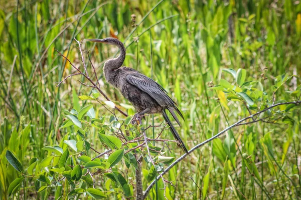 Florida bataklığında bir ağaca tünemiş bir kuş. — Stok fotoğraf