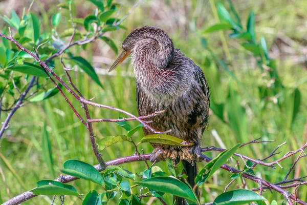 Pássaro empoleirado numa árvore no pântano da Flórida — Fotografia de Stock
