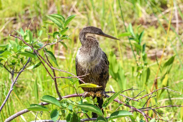 Vogel hoog in een boom in het moeras van Florida — Stockfoto
