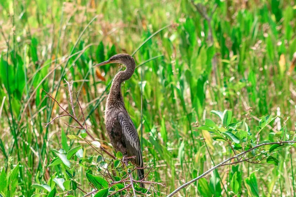 Vogel hoog in een boom in het moeras van Florida — Stockfoto