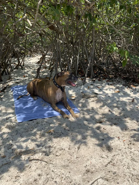 Perro tendido en la arena — Foto de Stock