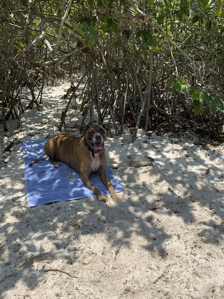 모래에 누워 있는 개 — 스톡 사진