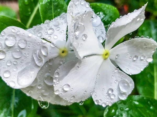 Gotas de lluvia sobre flores blancas en flor — Foto de Stock