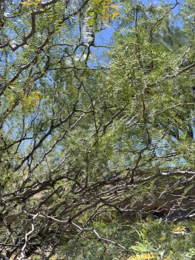 Phoenix, Arizona Çöl Hardy Bitkileri