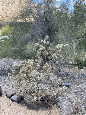 Arizona Phoenix 'te çöl kaktüsü.