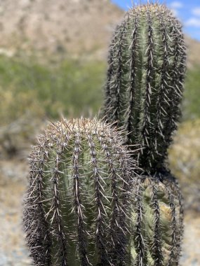 Phoenix, Arizona Kaktüsü çölde
