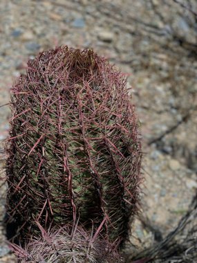 Arizona Çöl Yürüyüşü