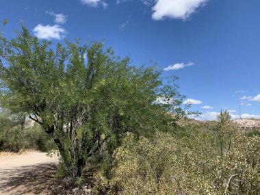 Arizona Çöl Yürüyüşü