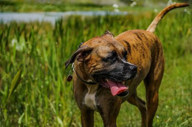 Mutlu büyük köpek bataklıkta oynar