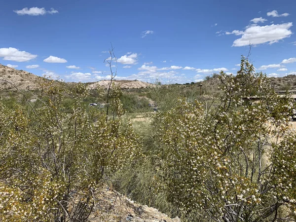 Piestewa Peak, Squaw Peak no Arizona — Fotografia de Stock