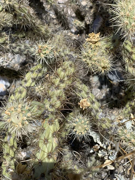 Финикс, Аризона - кактус с желтыми цветами и шипами — стоковое фото