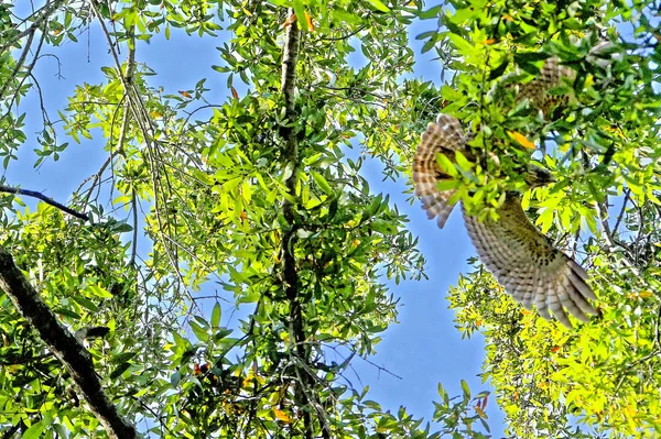 Havik met rode schouders - Buteo lineatus — Stockfoto