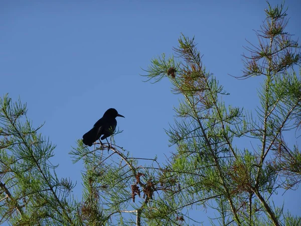 Florida pássaro preto no pântano — Fotografia de Stock