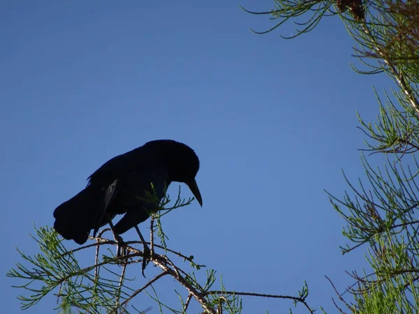 Το μαύρο πουλί της Φλόριντα στον βάλτο — Φωτογραφία Αρχείου