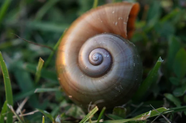 草の上のカタツムリの殻 — ストック写真