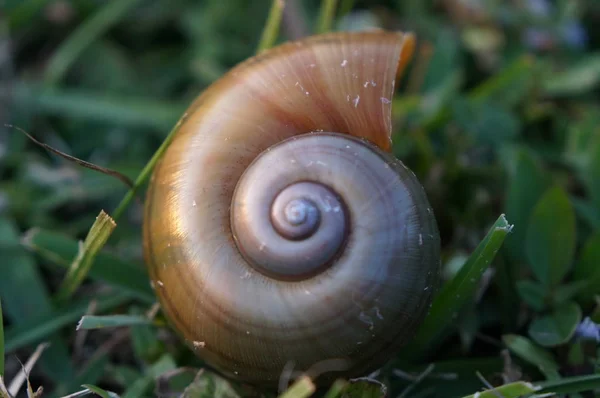 풀 위에 있는 달팽이 껍데기 — 스톡 사진