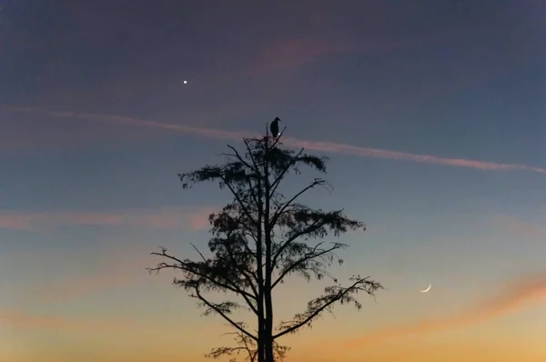 플로리다 늪에서 해 가질 때 나무에 앉아 있는 새 — 스톡 사진