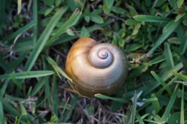 草の上のカタツムリの殻 — ストック写真