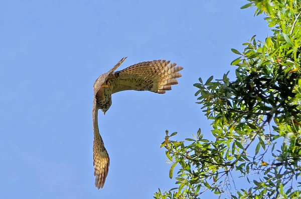 Γεράκι με κόκκινους ώμους - Buteo lineatus — Φωτογραφία Αρχείου