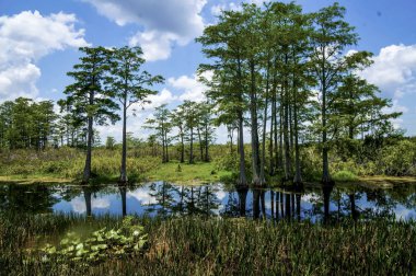 Louisiana selvi bataklığı ve nehri