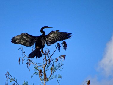 Kara kuş kanatlarını açıyor