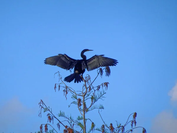 Uccello nero che allarga ali — Foto Stock