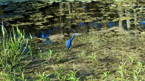 Egretta caerulea - маленька блакитна чапля — стокове фото