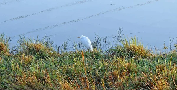 Білий болотний птах на березі річки восени — стокове фото