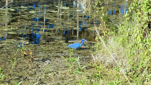 Egretta caerulea - garza azul —  Fotos de Stock