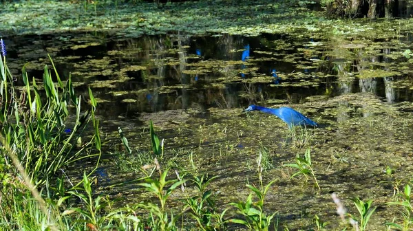 Egretta caerulea - kis kék gém — Stock Fotó