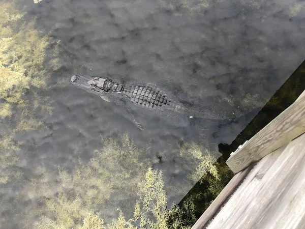 Аллигатор наслаждается солнцем во Флориде — стоковое фото