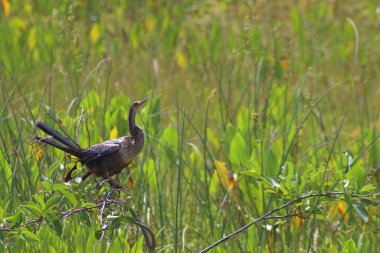 Florida bataklığında bir ağaca tünemiş bir kuş.