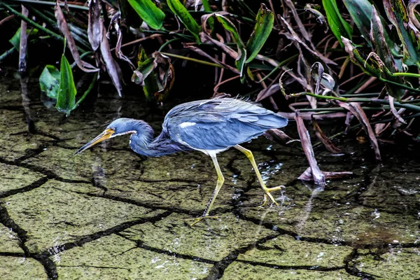 Vogel läuft im flachen Sumpfwasser — Stockfoto