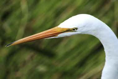 Florida bataklığında büyük beyaz bir kuş