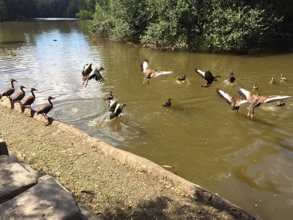 Bandada de aves en el pantano — Foto de Stock