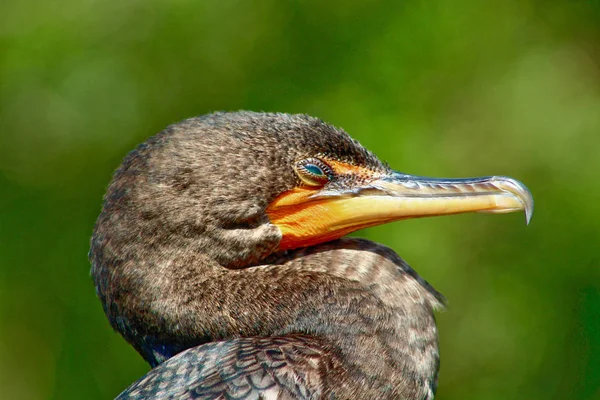 Moerasvogel met turquoise ogen neergestreken — Stockfoto