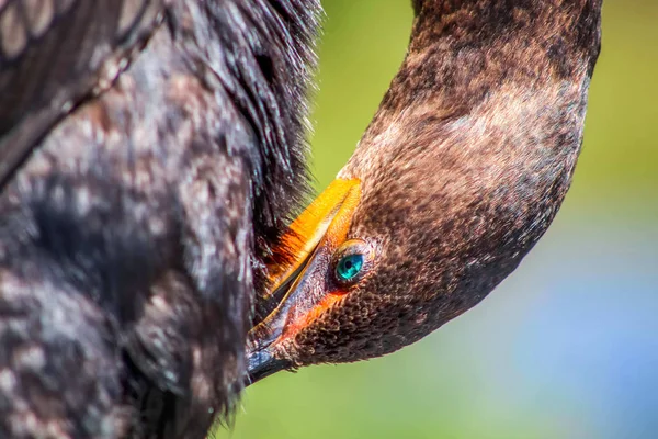 Bažinový pták s tyrkysovýma očima sedící — Stock fotografie