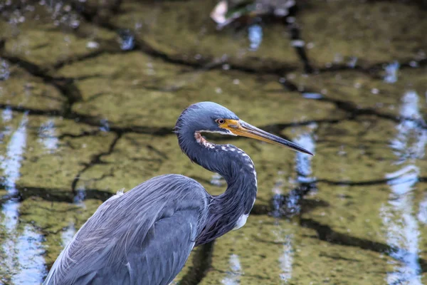Sığ bataklık sularında yürüyen kuş — Stok fotoğraf