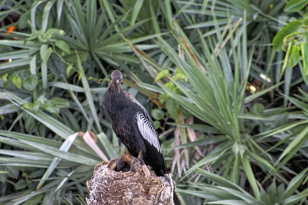 Roofvogel in het Florida moeras — Stockfoto