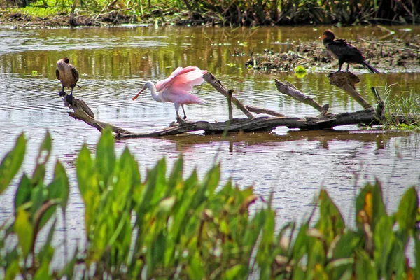 Rosa fågel i träsket — Stockfoto