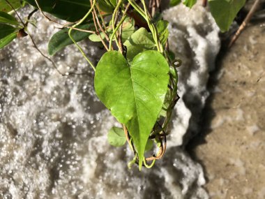 Sahilde kalp şeklinde yaprak