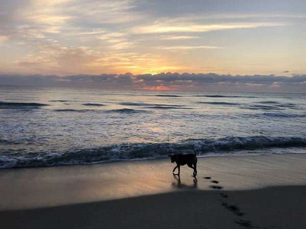 Silhouette of dog on the beach — Stock Photo, Image