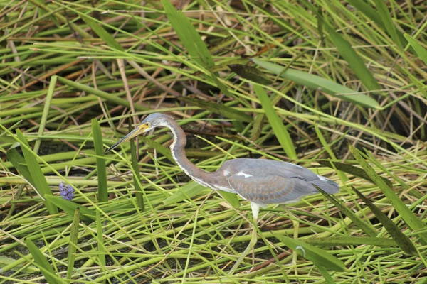 浅い沼の水に鳥の散歩 — ストック写真