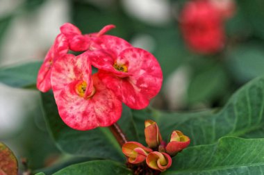 Dikenli taç - Euphorbia milii pembe çiçekler