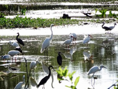 Florida 'da çeşitli bataklık kuşları
