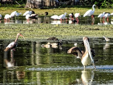 Güzel kahverengi bataklık pelikanı