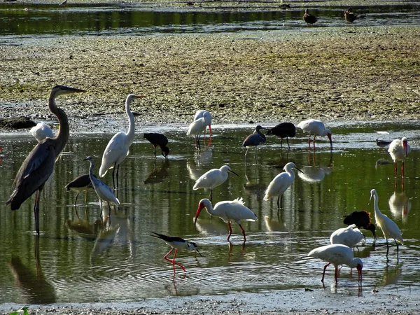 Válogatott mocsári madarak Floridában — Stock Fotó