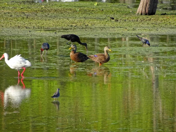Florida bataklığında bir çift ördek — Stok fotoğraf